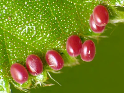 Selenia dentaria
