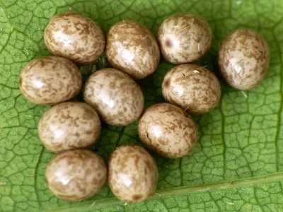 Lasiocampa (Lasiocampa) quercus