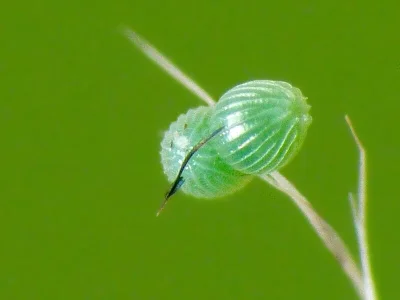 Acontia (Emmelia) trabealis