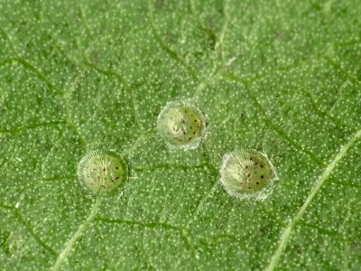 Acronicta (Subacronicta) megacephala