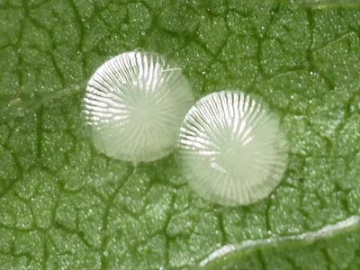 Acronicta (Triaena) psi