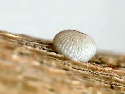 Brachionycha nubeculosa