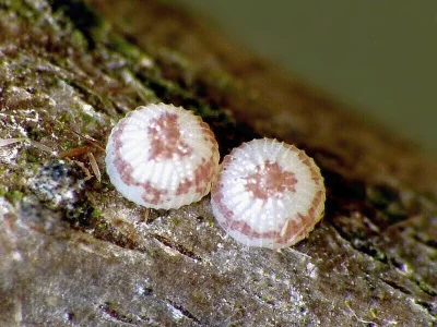 Cerastis (C.) rubricosa