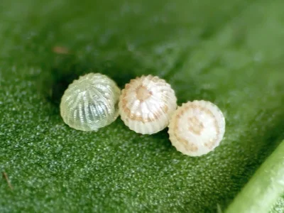 Charanyca (C.) trigrammica