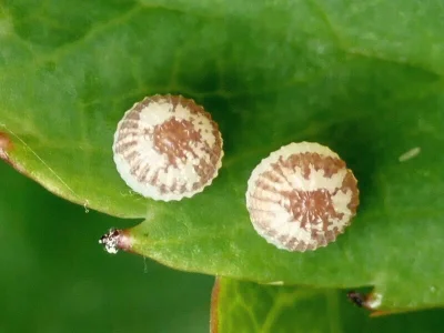 Conistra (Dasycampa) rubiginea