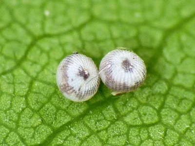 Egira conspicillaris