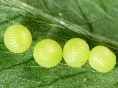 Euclidia (E.) glyphica