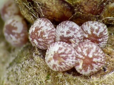 Lithophane (L.) ornitopus