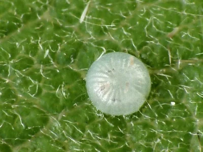 Scoliopteryx libatrix