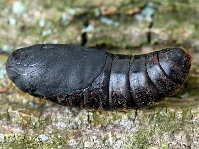 Dendrolimus pini