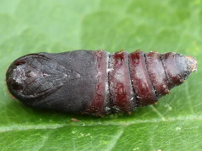 Phyllodesma (P.) tremulifolia