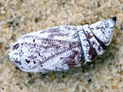 Falcaria lacertinaria