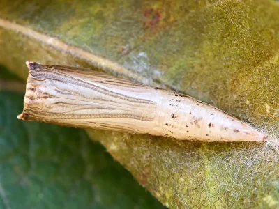 Cyclophora (C.) pendularia