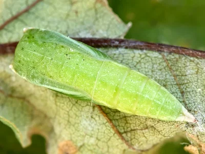 Cyclophora (Codonia) porata