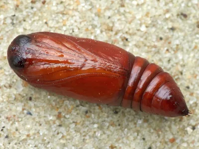 Mythimna (M.) pallens