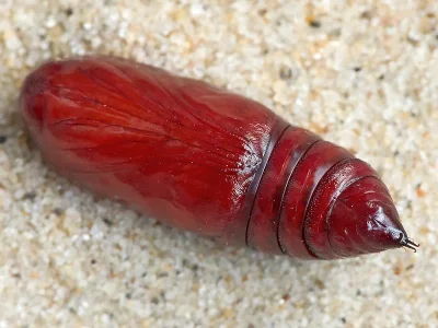 Xestia (X.) triangulum