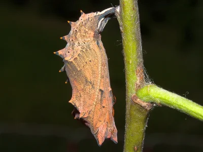 Nymphalis (N.) polychloros