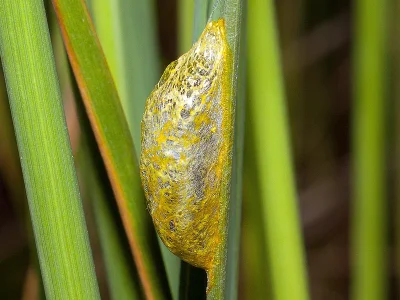 Zygaena (Z.) lonicerae