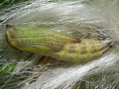 Platyptilia gonodactyla