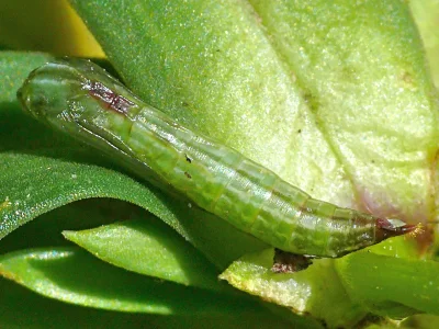 Stenoptilia coprodactylus