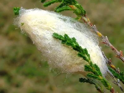 Malacosoma (Clisiocampa) castrensis