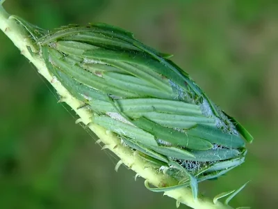 Oxicesta geographica