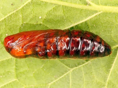 Amata (Syntomis) marjana