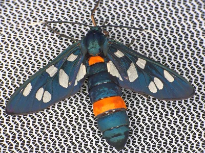 Amata (Syntomis) marjana