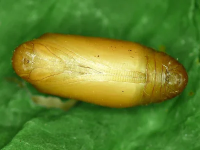 Polyommatus (Lysandra) coridon