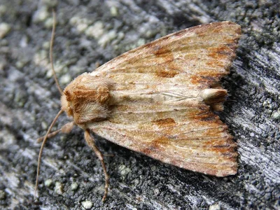 Apamea (Apamea) sublustris