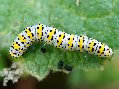 Cucullia scrophulariae