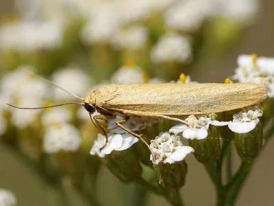 Eilema (Manulea) pygmaeola