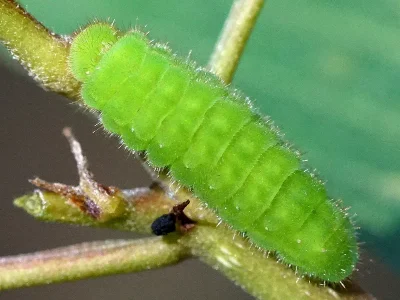 Callophrys (C.) rubi