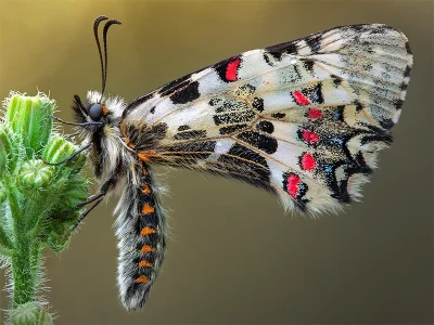 Zerynthia (Allancastria) caucasica