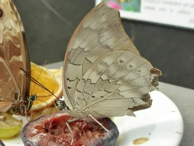 Archaeoprepona demophon