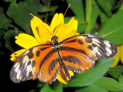 Heliconius numata
