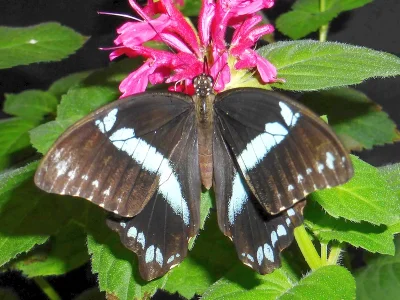 Papilio (Druryia) nireus
