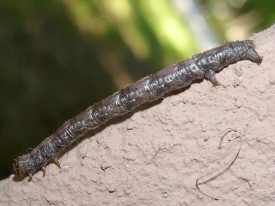 Paradarisa consonaria