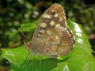 Pararge aegeria