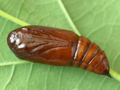 Amphipyra (A.) berbera