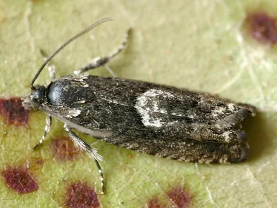 Pammene giganteana
