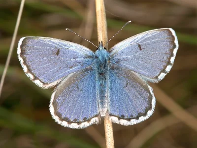 Pseudophilotes vicrama