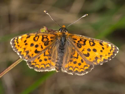 Melitaea trivia