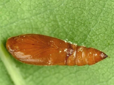 Anacampsis timidella