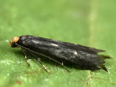 Spuleria flavicaput