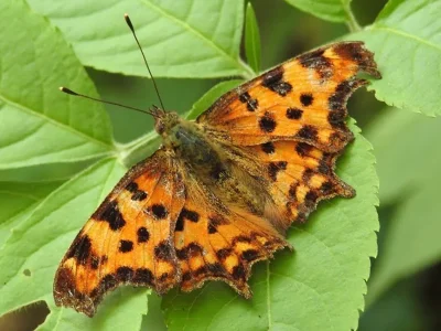 Polygonia c-album