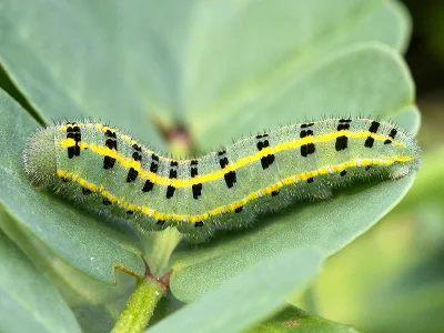 Colias alfacariensis