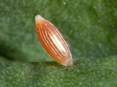 Colias alfacariensis