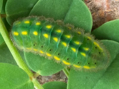 Polyommatus (Lysandra) bellargus