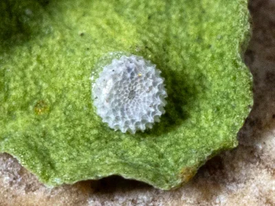 Polyommatus (Lysandra) bellargus